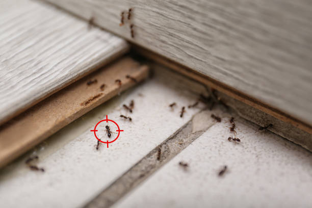 Best Pest Control Near Me in Marion, AR